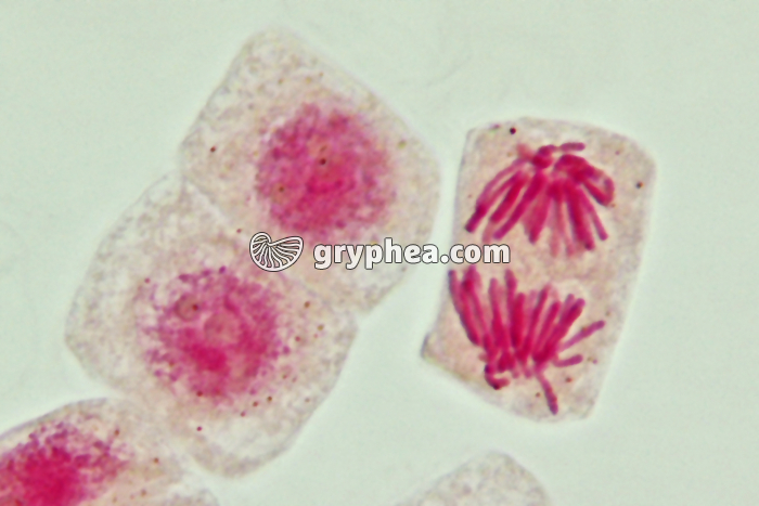 Mitose cellules de racine d'Ail - Anaphase (fin) x800 - gryphea.com
